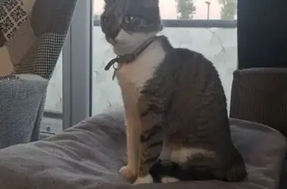 Animaux perdus Coulogne, photo: Chatte tigrée perdue, rue Lucie Aubrac