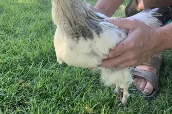 Found: White Chicken in Brisbane Yard