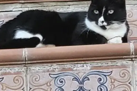 ¡Ayuda a Encontrar a Chanel, Gata Perdida!