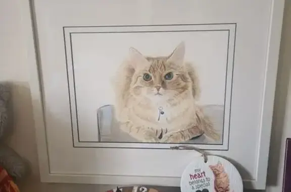 Lost: Ginger Male Cat in Kardinya, WA