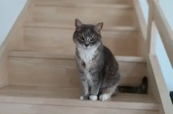 Chat européen perdu, gris/marron/blanc, Monnières - photo