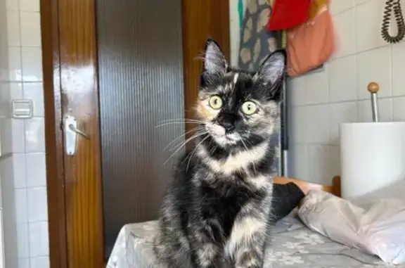 Gatita Carey Perdida en Grado: Cola Peluda