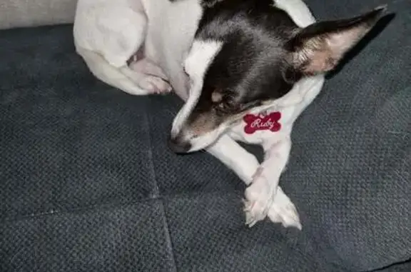Lost Mini Foxie: Ruby, Unique Face Markings