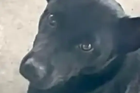 Lost Kelpie Mix: Friendly Black Dog