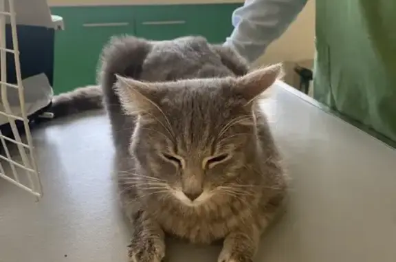 Chat trouvé Le Mans, photo: Chat mâle blessé trouvé au Mans, urgences