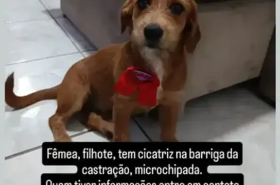 cachorro desaparecida