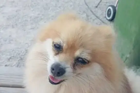 ¡Ayuda! Pomerania Lulú perdida en Palma