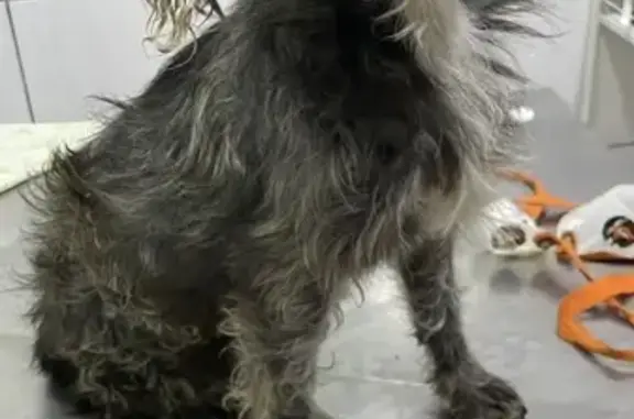 cachorro encontrada