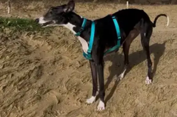 Chien perdu , photo : Chien perdu : Lévrier Galgo gris à Ploumoguer