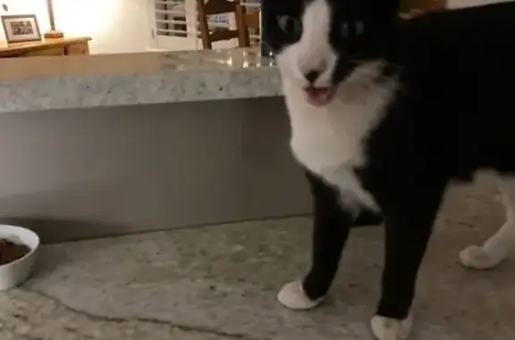 Lost Cat: Black 'Moustache' in Armadale
