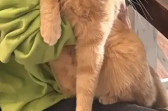 Lost Cat: Orange Stripes, Green Eyes