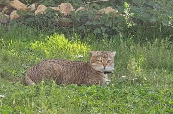 Animaux perdus Roanne, photo: Chat tigré perdu, Rue du Rivage, Roanne
