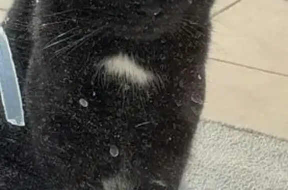 Chat noir trouvé, cherche famille aimante - photo