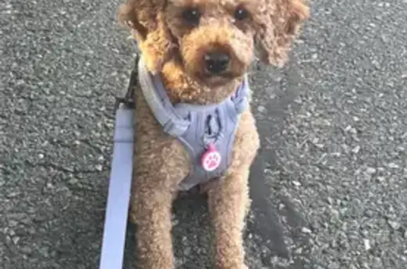 Lost Tan Poodle on Ormond St, Boston