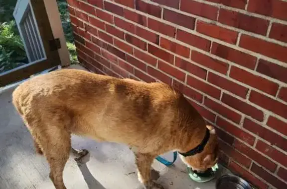 Found: Tan Female Lab Mix in Fuquay-Varina