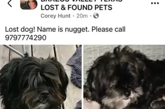 Lost 16yr Shih Tzu Mix in Yaupon Trails