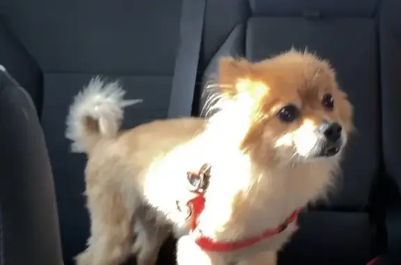 Lost Brown & White Dog - Auburn St, Rockford