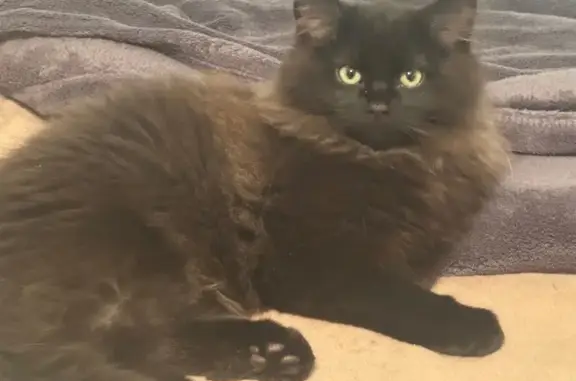 Lost Black Cat: Timid, Yellow Eyes