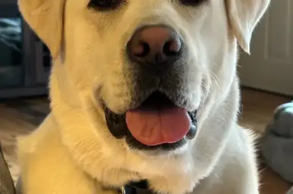 Lost Yellowish White Lab in Clifford