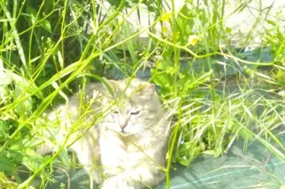 Chat errant pucé trouvé à Veyrier-du-Lac - photo