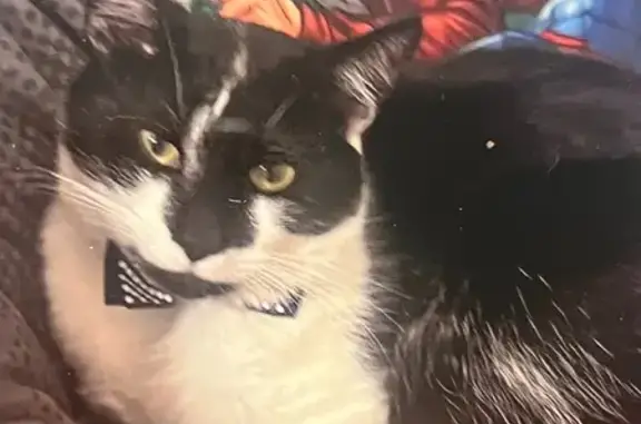 Lost Tuxedo Cat: Kyle with Heart Mark