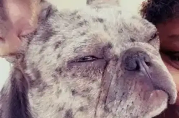Lost French Bulldog: Bassett St, Detroit