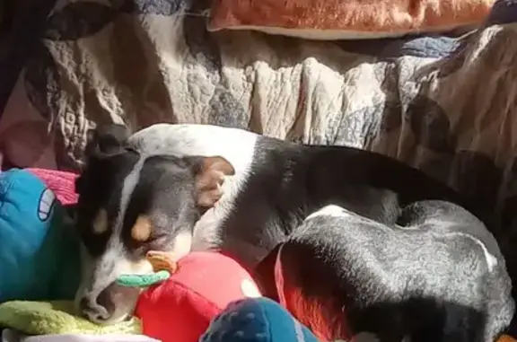 Lost Aussie Terrier Mix in St. Clair Shores