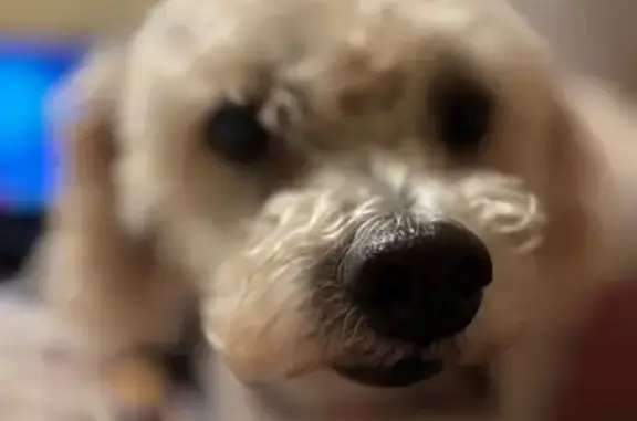 Sweet Senior Dog Found on Callahan Dr