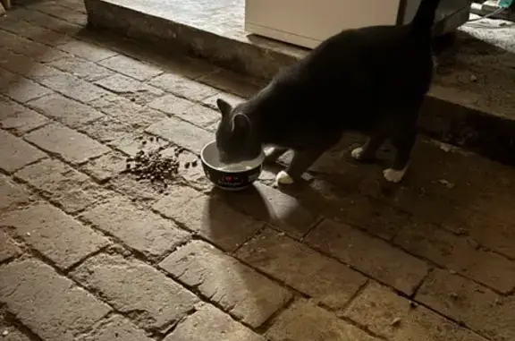 Chat gris trouvé, pattes blanches, Mers-les-Bains - photo