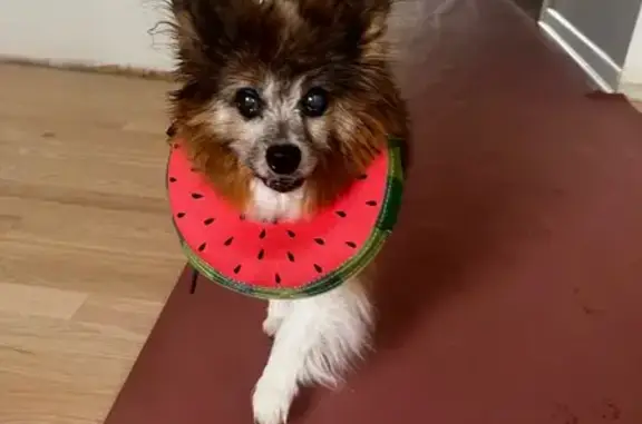 Lost Chihuahua Mix: Briarcliffe Blvd