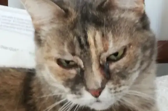 Animaux perdus Épinay-sur-Seine, photo: Chatte écaille perdue à Épinay-sur-Seine