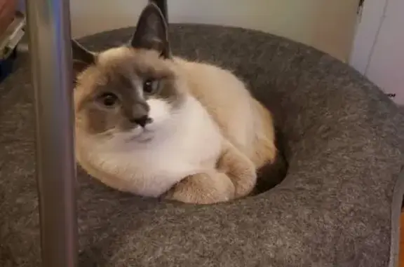 Chat perdu, Le Havre, photo: Chat blanc et gris perdu au Havre