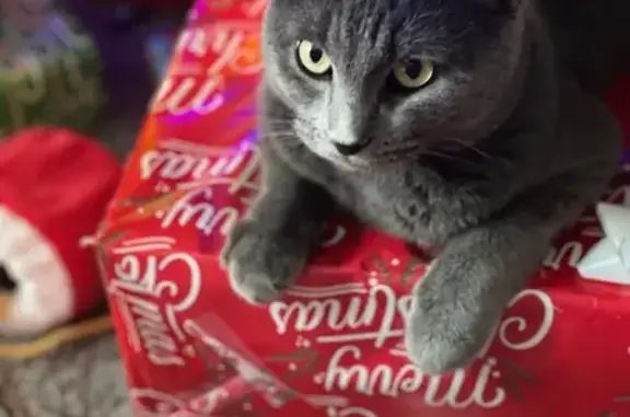 Lost Gray Cat Romeo: Friendly & Chipped