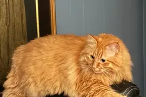 Lost Ginger Tabby: Cochrane Ave, Eagan