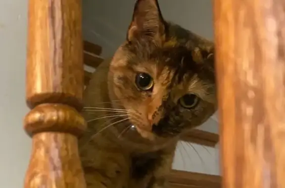 Lost Calico Cat: Green Collar & Eyes