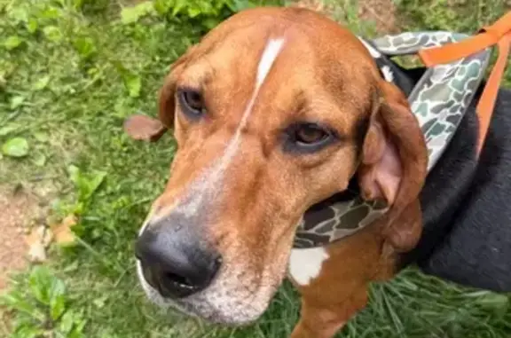 Found Dog: Black & Tan with Camo Halter
