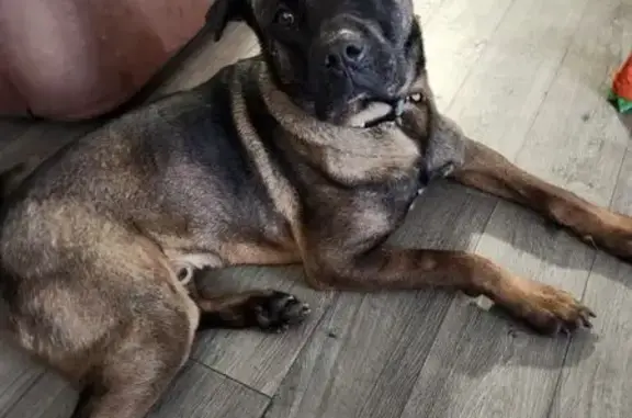Lost Dog Jango: Black & Tan, Green Collar