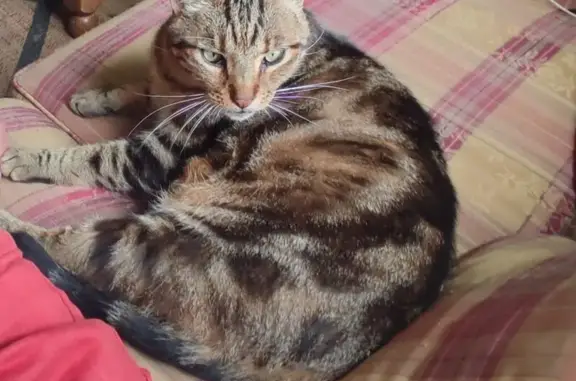 Animaux perdus Plounévez-Quintin, photo: Chat tigré perdu à Plounévez-Quintin