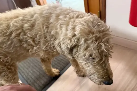 Chien trouvé Chevillon-sur-Huillard, photo: Chien sable âgé trouvé RN60 Chevillon