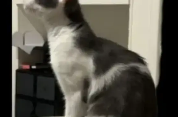 Chaton gris et blanc perdu à Besançon - photo