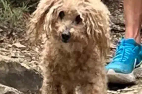 ¡Ayuda a encontrar a Rocco, perro perdido!