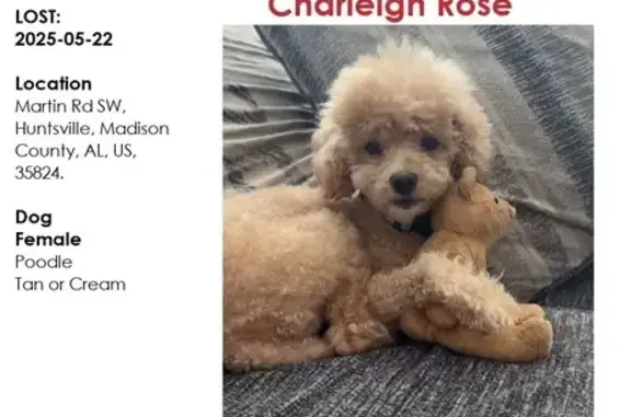 Lost Tan Dog on Martin Rd, Huntsville