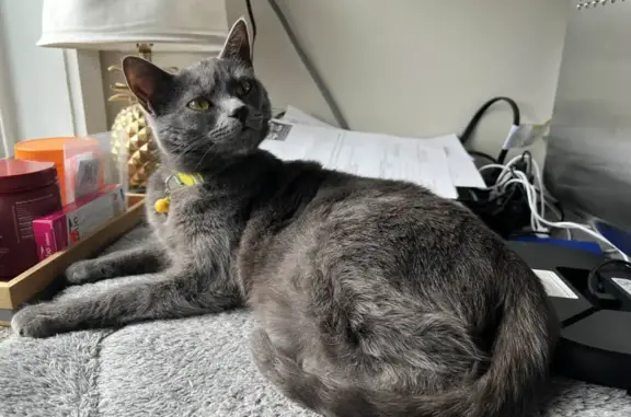 Lost Cat: Gray with Pink Collar, Shoreline