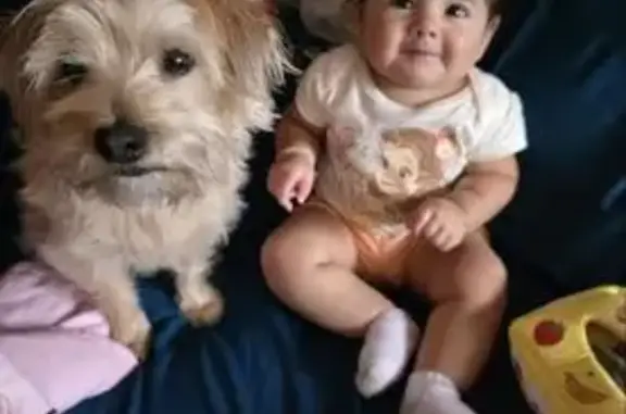 Lost: Cream White Dog in Rimhurst 7603