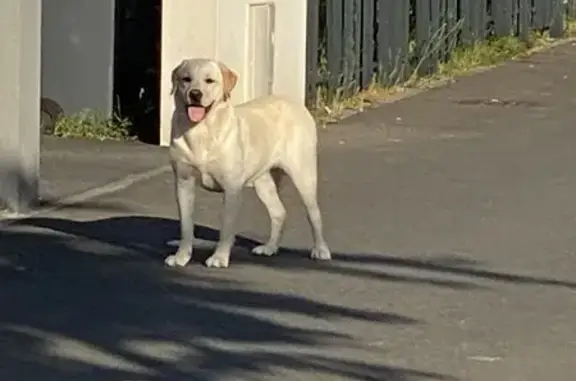 Chien trouvé Bretteville-sur-Odon, photo: Chien craintif trouvé sans collier