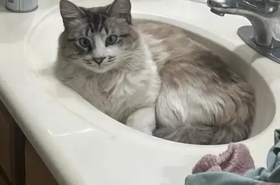 Lost Cross-Eyed Cat: Frosty in Phoenix