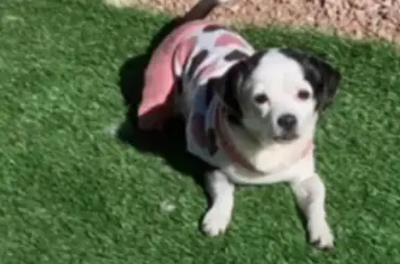 Lost Chihuahua Mix: East Almeria Rd, PHX