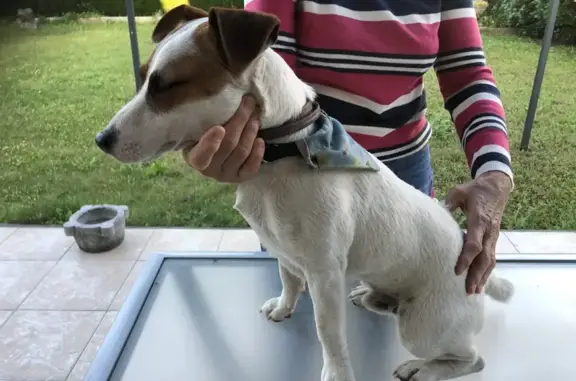 Chien trouvé Tournon-sur-Rhône, photo: Jack Russel mâle trouvé à Tournon-sur-Rhône