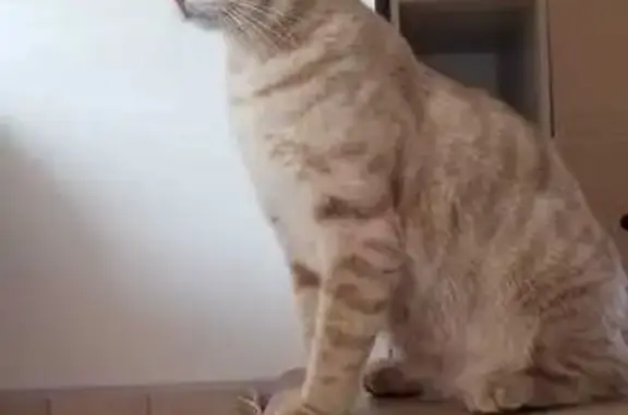 Animaux perdus Agen, photo: Chat beige tigré perdu à Agen