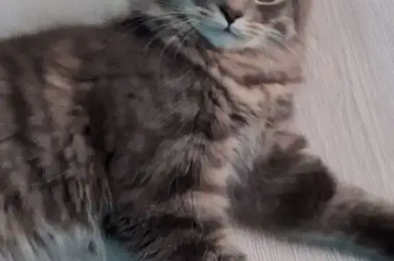 Lost Cat: Green Eyes, Raccoon Tail